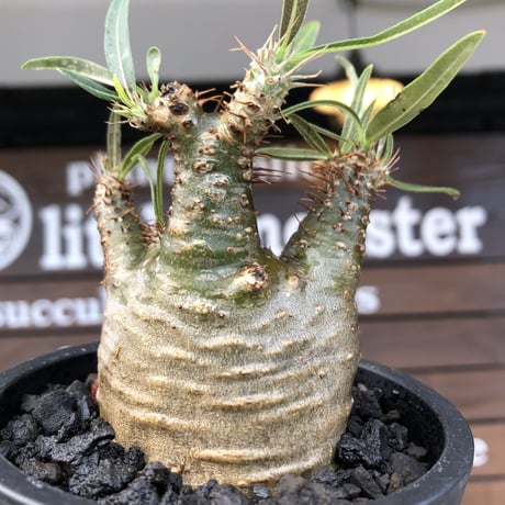 pachypodium  gracilius《大きめS size》激希少‼︎極green肌※現地球発根済株※店主国内管理2年株※手を開いたような良き枝振りな低重心樹形※mad black pot植え
