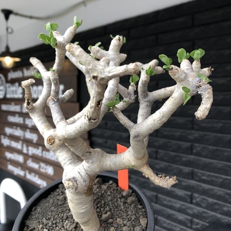 othonna  furcata《 LL size》極白肌良樹形※現地球発根後店主国内管理5年株※極美白肌且つ大きめながら大変枝振りバランスも良き一株※mad black bowl pot植え