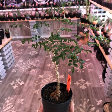 opercullicarya   packypus  littmon  seed🌱 《3年半株》幹も太く‼︎&枝振り樹形良きパキプス‼︎※限定1株