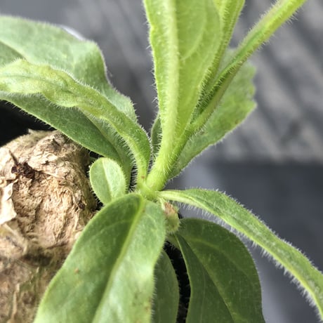 pentagonanthus grandiflorus ssp.glabrescens《Msize 》※現地球発根後店主国内管理2年株※激希少‼︎偏平可愛すぎる装い※mad black pot植え