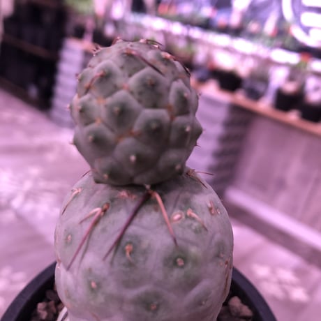 tephrocactus   geometricus《M  size》※優しいcolorに愛くるしい球体美‼︎※mad black pot植え