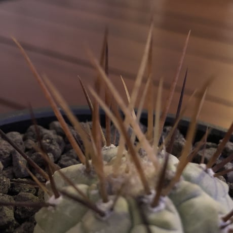copiapoa   cinerea  長刺白棘黒王丸《小さめM size》希少‼︎※現地球株カキ仔自根株‼︎※mad black bowl pot植え