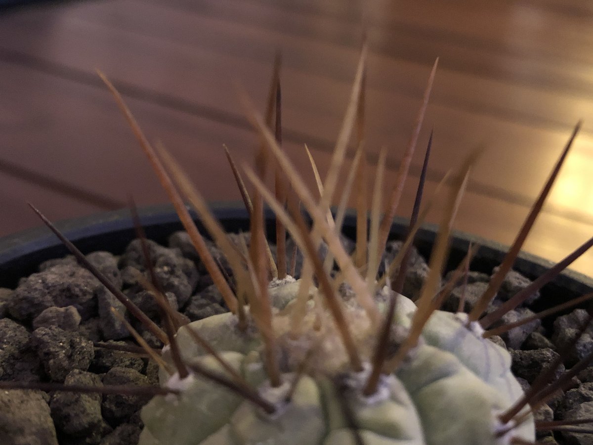copiapoa cinerea 長刺白棘黒王丸《小さめM size》希少‼︎※現地球株
