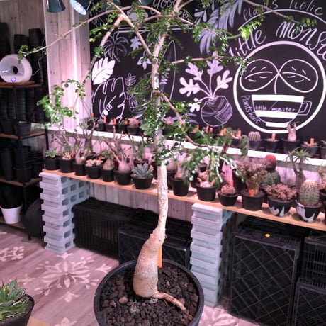 opercullicarya   decaryi  littmon  seed🌱 《6年株》※成長早く例年変化を感じ育てられる上、幹幅もパワータンクも巨大な選抜株※mad  black  pot植え