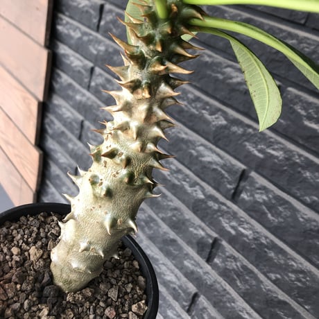 pachypodium  baronii《LL size》※激希少‼︎現地球発根後店主国内管理9年株※激極太幹を持ちどっしり構えの男前‼︎太いstuds棘が堪らない※mad black pot植え