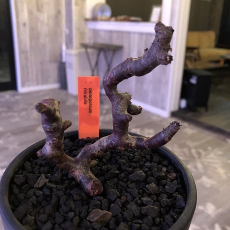 pelargonium  mirabile《M size》※限定1株‼︎　 枝ぶりバランスもちょうど良い育て甲斐のあるサイズ感が堪らない‼︎ ※mad black bowl pot植え‼︎