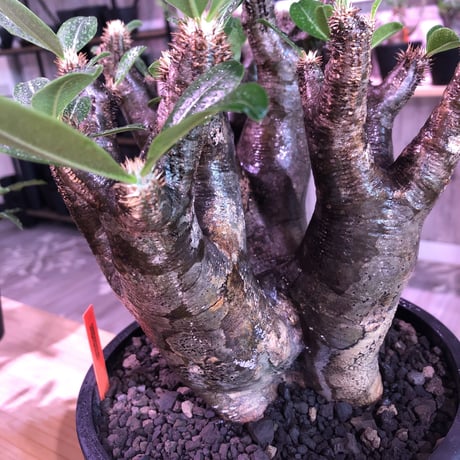 packypodium   enigmaticum《L L size》※三分頭  発根済み株  mad gray-black肌   mad  black  bowl  pot植え