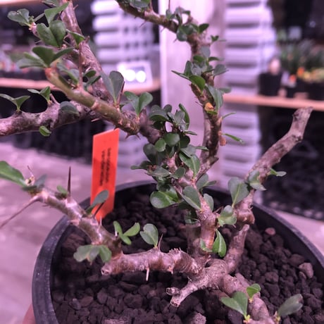 sarcocaulon  vanderietiae《M size》※現地球発根済み株‼︎※サルコカウロン 希少夏型‼︎ ※mad  black  pot植え ※店主管理国内３年株※限定2株