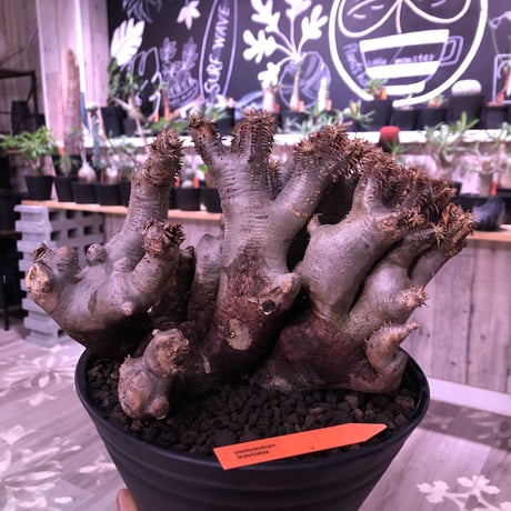 packypodium brevicalyx《L L size》※現地球発根済み株 ※落葉済み株‼︎※キモカッコ良すぎる枝振りと表皮質感が堪らない‼︎※浅鉢植え✨驚愕‼︎1周年感謝株No.④