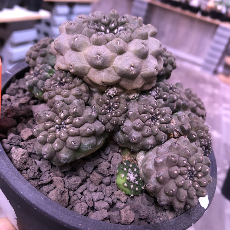 copiapoa hypogaea《LL size》※激希少群生株※現地球自根株※店主国...