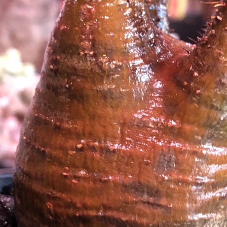 packypodium  gracilius《M size》赤肌株※現地球発根済株※店主国内管理3年株※極めて赤味の強い枝振り良きwildグラキ‼︎低重心な良き装い※mad black pot植え