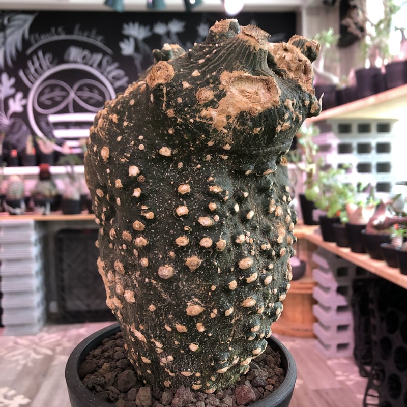 adenia globosa《L size》※現地球発根済株※大変良きぼってり樹形&立体的