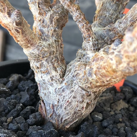 senna  meridionalis《大きめM size》※現地球株発根済※枝振りバランスも最高な一株となり幹のボコボコも強きオススメな一株‼︎※mad black pot植え