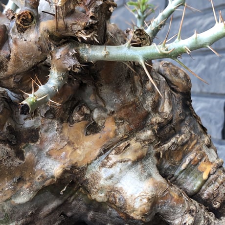 packypodium  saundersii《XL  size》現地球発根済株※店主国内管理6年株※big monster‼️年代物wild木質化驚愕株‼︎※mad black bowl pot植え