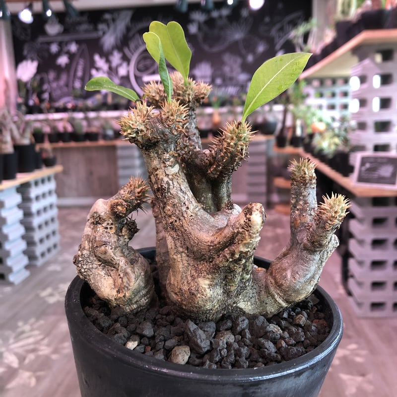 packypodium enigmaticum《M size》二分頭株‼︎※現地球発根済