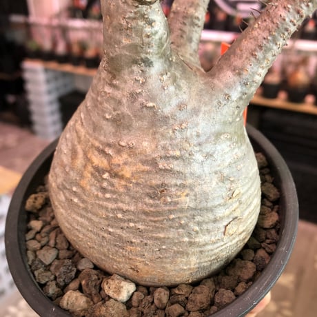 packypodium  gracilius《大きめM  size》※現地球発根済株※大変大きめぼってり球体株の上、左半面は現地焼けのあるカッコ可愛いおすすめグラキ‼︎※mad black pot植え