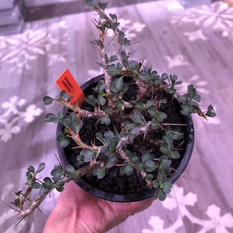 sarcocaulon  vanderietiae《M size》※現地球発根済‼︎※サルコカウロン希少夏型※店主国内管理2年株‼︎※細枝がwildに広がる‼︎※mad  black  pot植え