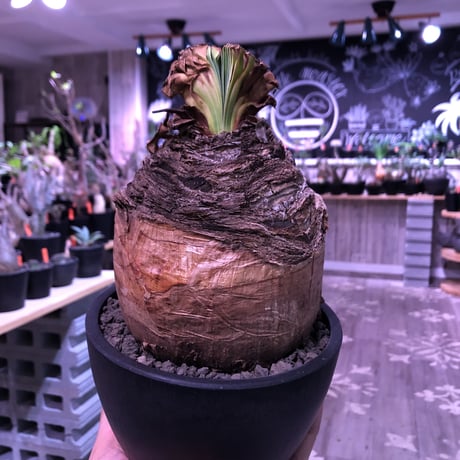 boophane   disticha  《 L size》※驚愕‼︎big過ぎる球体株‼︎※mad black bowl pot植え