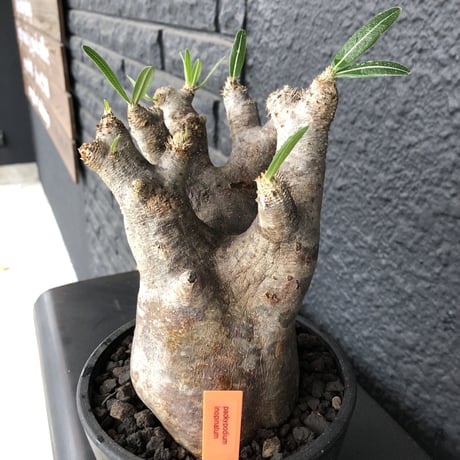 packypodium    inopinatum《L  size》