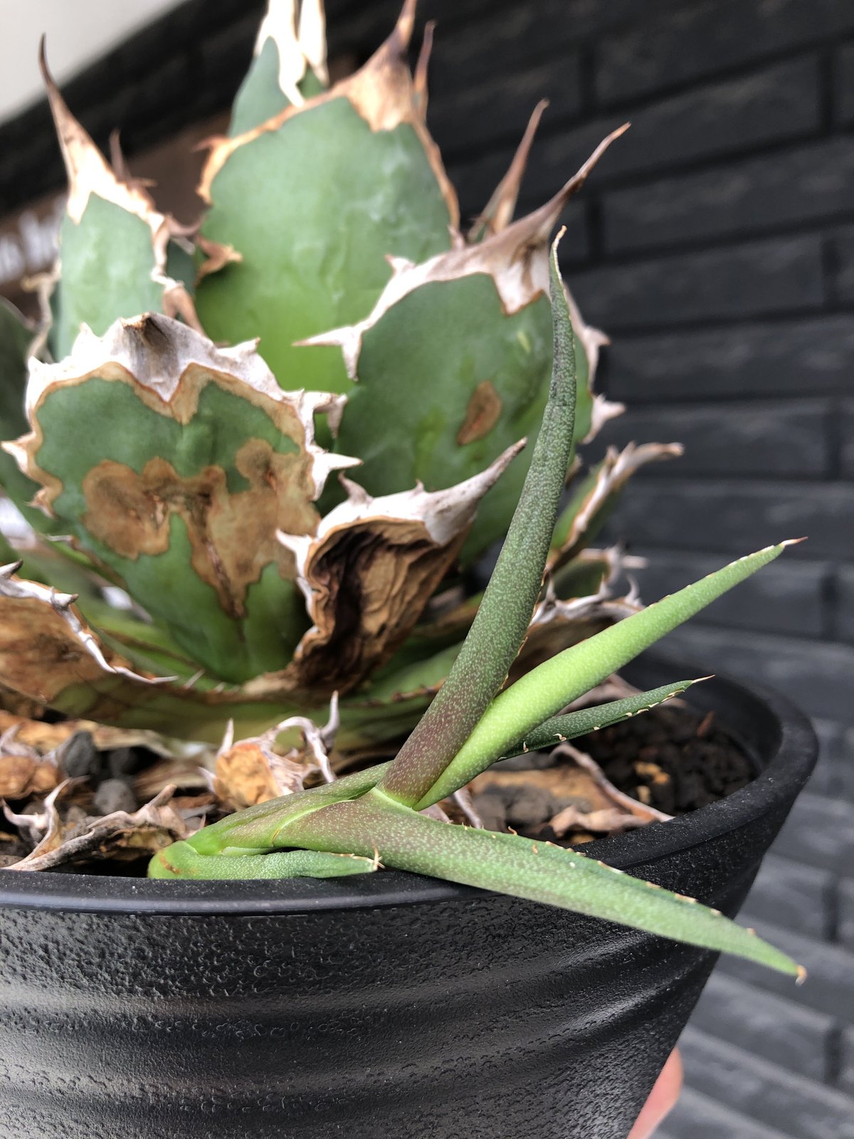 agave titanota《小さめL size》※発根後店主国内管理2年株 agave titanota《小さめL size》※発根後店主国内管理2年株
