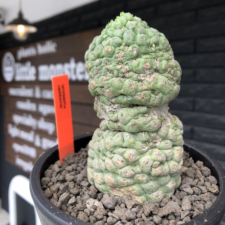 larryleachia cactiformis《 L size》※現地球発根後店主国内管理6年株※驚愕‼︎中々流通なきbigなImpact株‼︎特徴強き人気モノ※mad black pot植え