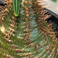 pachypodium gracilius《大きめS size》※現地球株発根済※チャームポイ