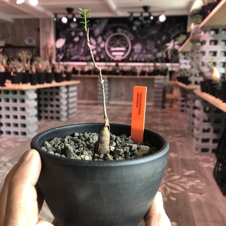 opercullicarya   packypus  littmon  seed🌱 《実生3年半株》※ bowl mad black pot植え