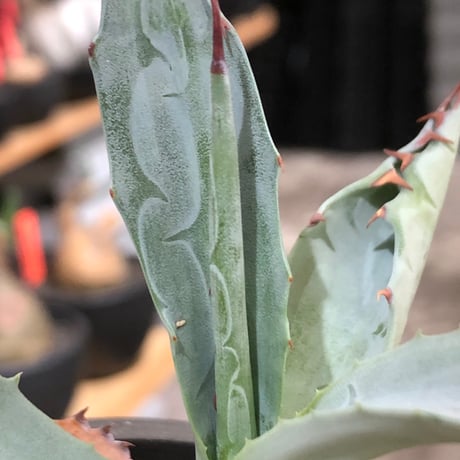 agave zebra《M size》※現地球株発根済※美しいゼブラ模様の良きサイズ感な人気者※black pot植え