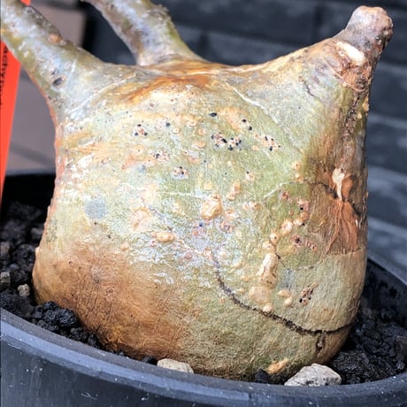 pachypodium gracilius《大きめM size》極ぼってり低重心樹形&現地焼け肌※現地球発根後店主国内管理4年株※丸みも強く極めて低重心ぼってり樹形※mad black pot植え