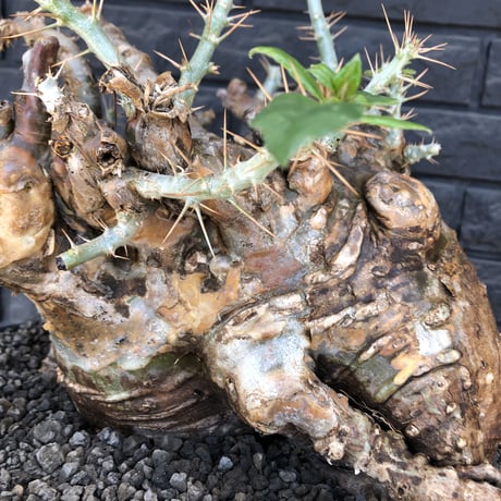 packypodium  saundersii《XL  size》現地球発根済株※店主国内管理6年株※big monster‼️年代物wild木質化驚愕株‼︎※mad black bowl pot植え