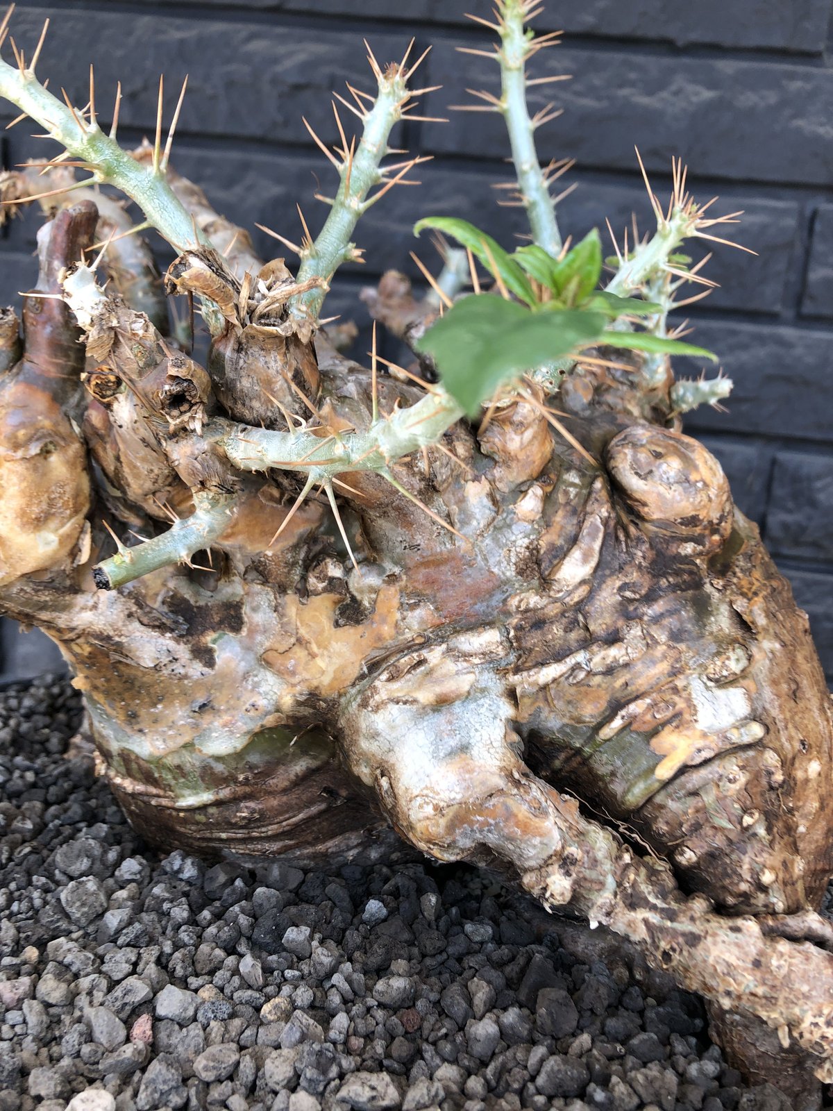 牛骨頭部　オレンジ肌　パキポディウム　サウンデルシー　サンデルシー　現地球発根済 packypodium saundersii（L size）※現地球発根済み株‼︎ ※