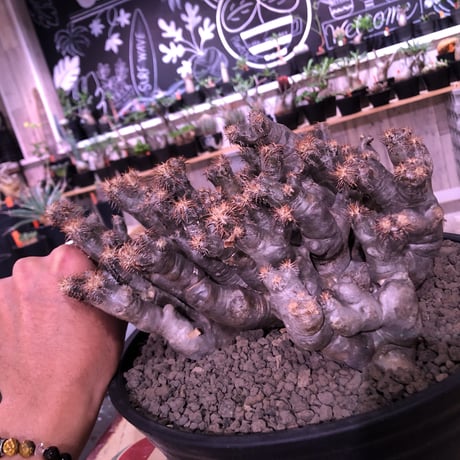 packypodium brevicalyx《L L   size》※現地球発根済み株 ※激しい枝振りに半端ない躍動感が堪らなくエグいblack肌ブレビ‼︎※浅鉢植え✨※激オススメ株‼︎