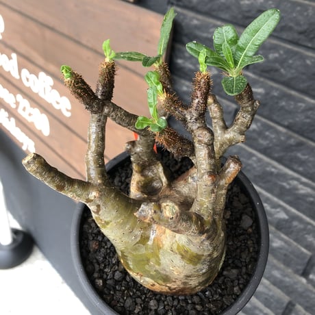 pachypodium gracilius《小さめL size》※現地球発根後店主国内管理3年株※極balance樹形&半端なき躍動する枝振りが堪らない※mad black bowl pot植え
