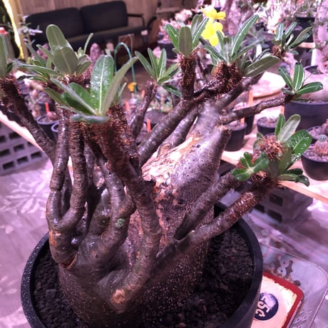 packypodium  gracilius《XL size》大株※現地球発根後店主国内管理7年株※大変big且つ激枝振り＆現地焼けbody※mad black bowl pot植え