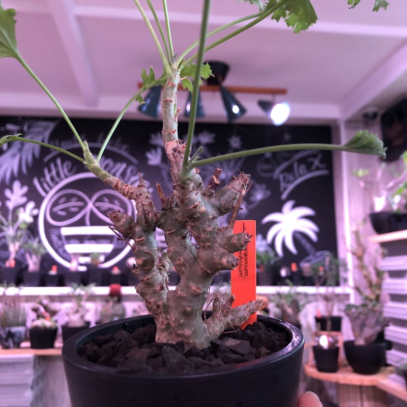 塊根植物・コーデックス Pelargonium crithmifolium Pelargonium crithmifolium