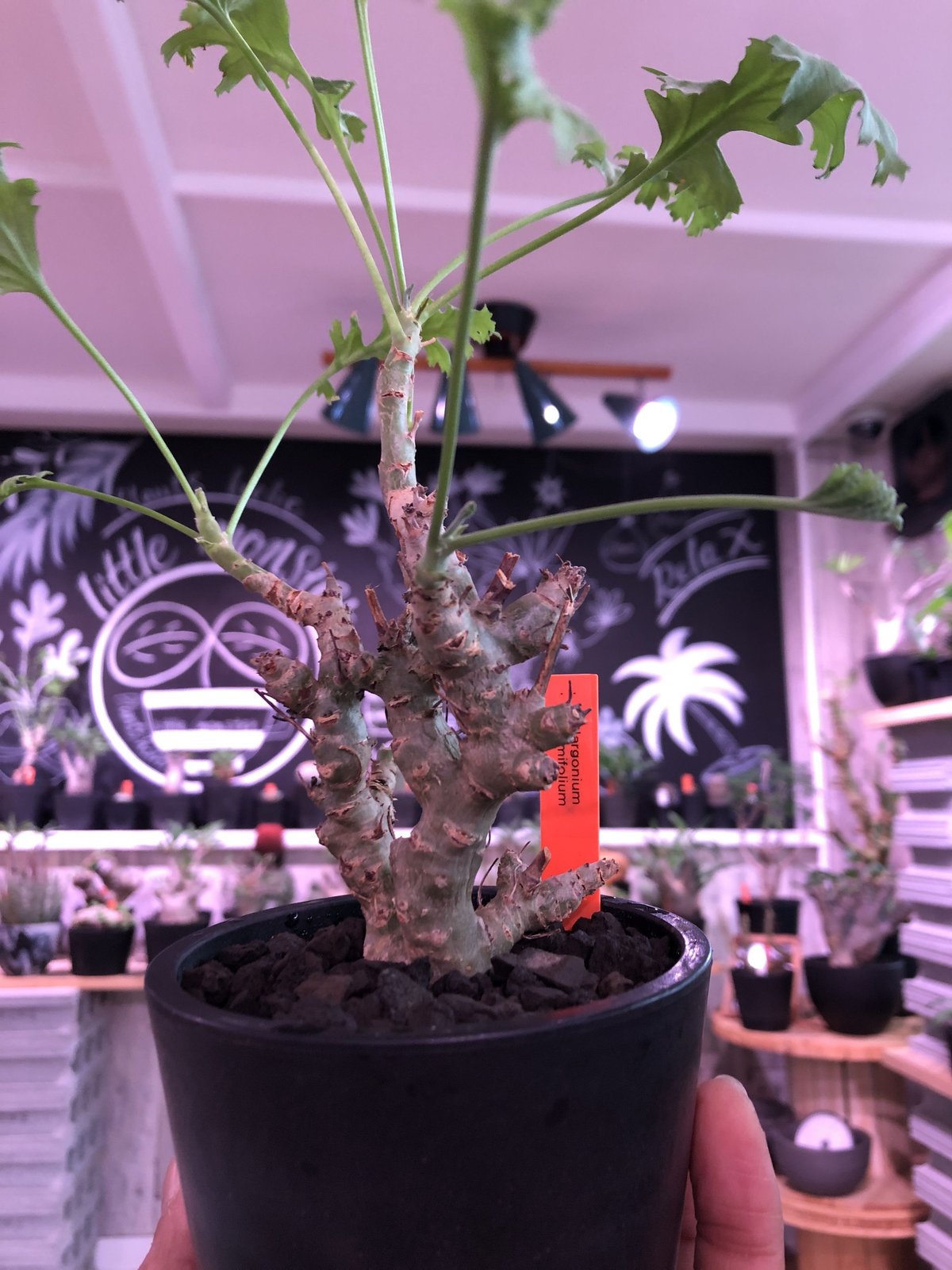 pelargonium crithmifolium《S size》※塊根部分から芽吹き年々