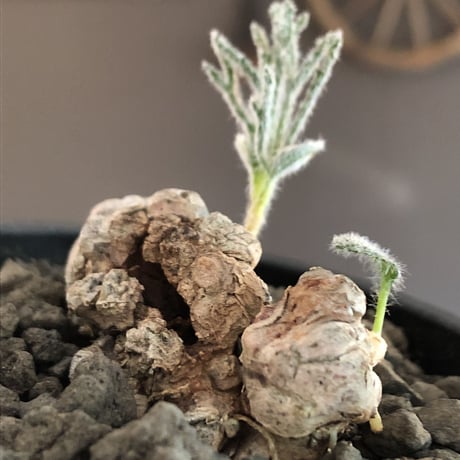 eriospermum dregei《LL size》驚愕‼︎冬型激希少種※現地球発根済株※まず出回らない現地球株‼︎唯一無二ビッグサイズ立体塊根＆極美しい葉※mad black bowl pot植え