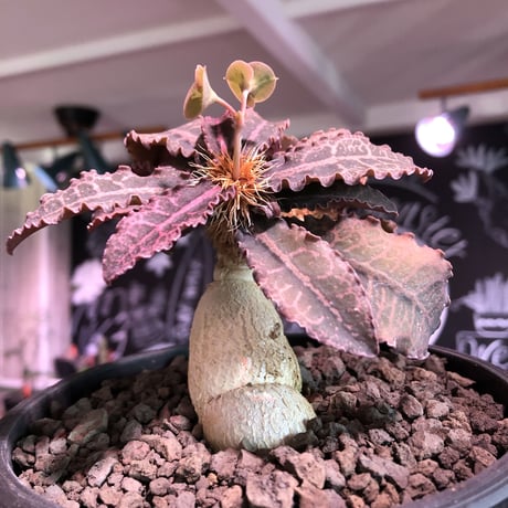 euphorbia francoisii var.crassiccaulis redreef《 L size》※現地球発根済株※店主国内管理6年株※赤葉白肌が堪らない※black bowl pot植え