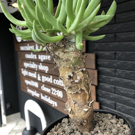 tylecodon reticulatus《L size》※現地球発根済株※店主国内管理6年株※棘も美しく残り幹極太な良樹形‼︎impact抜群な一株※mad black bowl pot植え