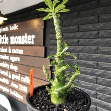 希少‼︎dorstenia gigas《小さめL  size》littmon  seed🌱9年株※極太ぼってり株元に良枝振りなリトモン渾身の一株※mad black pot植え