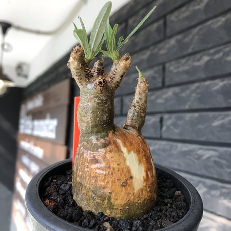 pachypodium gracilius《大きめS size》希少‼︎green肌＆現地焼け肌※現地球発根後店主国内管理2年株※かわいい樹形に荒々しい現地焼けも魅力※mad black pot植え