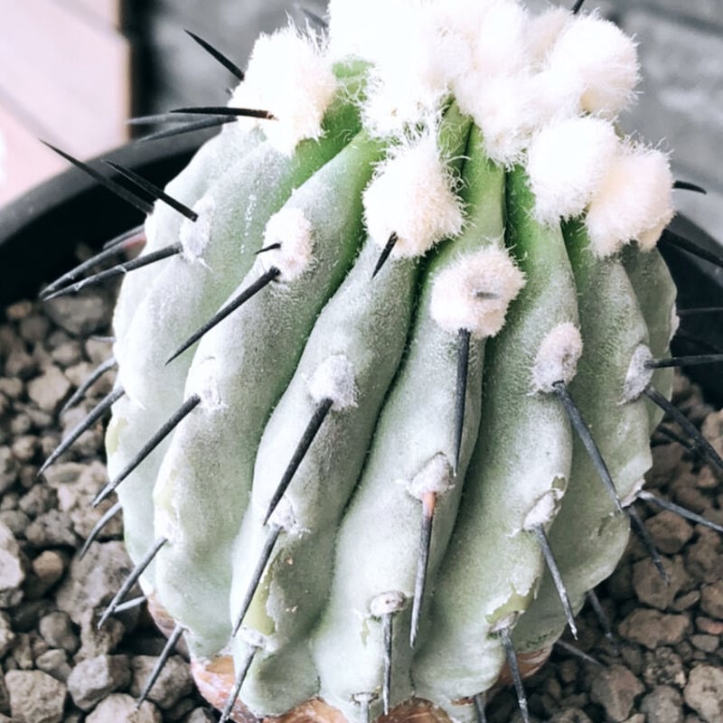 copiapoa cinerea 黒王丸《大きめM size》激希少※現地球発根後店主国内