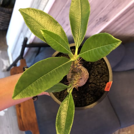 packypodium  windsori i× baronii  《S size》双方の良さが活きた将来有望美株‼︎  ※mad  black  pot植え