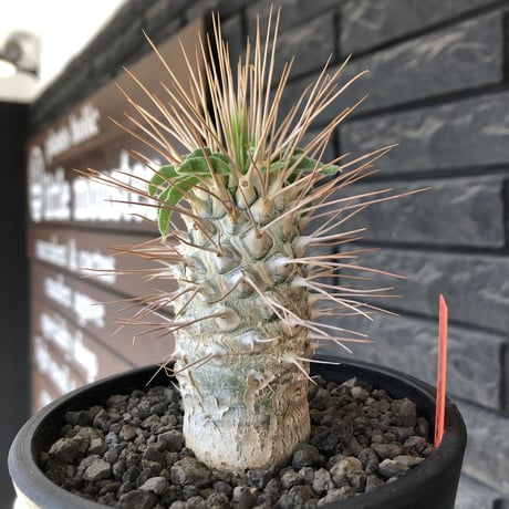 pachypodium  namaquanum 光堂《L size》littmon seed🌱※激希少‼︎ぼってり大きめ光堂‼︎時間かけ大切に育てた渾身の一株※mad  black pot植え