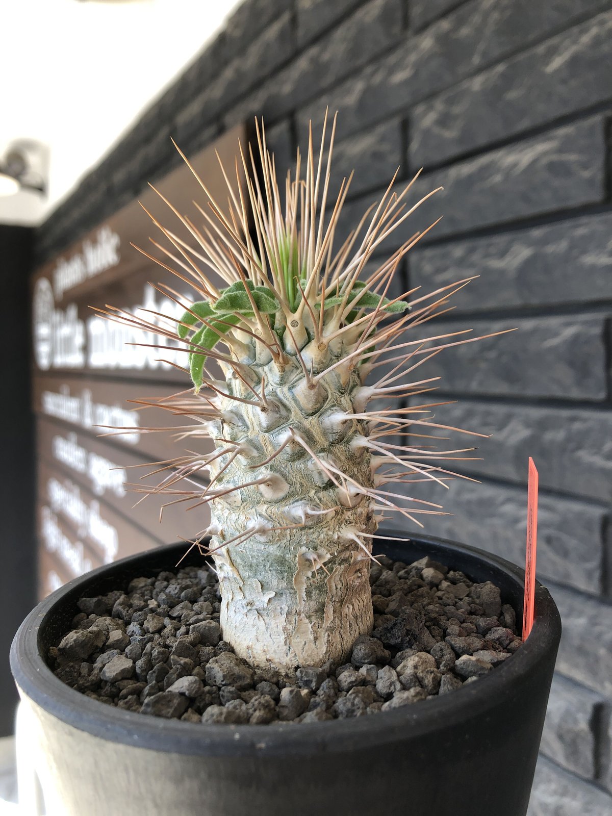 4株セット販売 国内実生株 パキポディウム グラキリス 実生 （G5