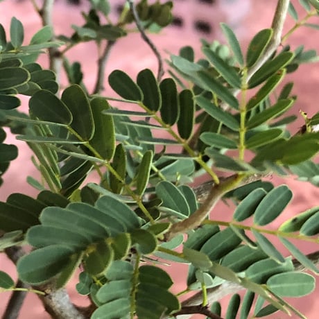 senna  meridionalis《 L size》※現地球発根済株※幹の色が濃くweightがlow仕立てによりコンパクトに纏まった大きめセンナ※mad black bowl pot植え