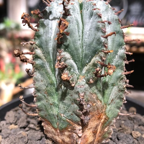 euphorbia horrida var.norveldensis《大きめS size》※現地球株発根済※激希少‼︎どっしり樹形にビンテージ感も強き渾身の一株‼︎※black bowl pot植え