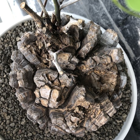 dioscorea elephantipes アフリカ亀甲竜《大きめL L size》大株※現地球発根後店主国内管理18年株※好きな方には堪らないwildすぎる出立ち※mad white 浅鉢植え