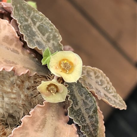 euphorbia francoisii var.crassiccaulis redreef《 M size》※現地球発根後店主国内管理3年株※赤葉&白肌堪らない※mad black pot植え