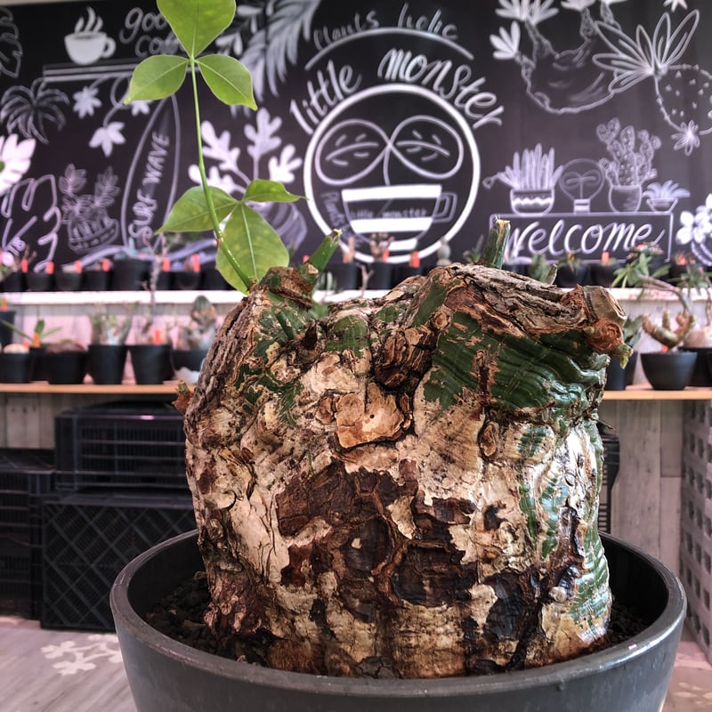 プセウド ボンバックス特大 プセウドボンバックス | STORES